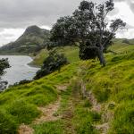 Coromandel Walkway