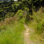 Coromandel Walkway