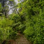 Coromandel Walkway