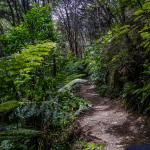 Coromandel Walkway