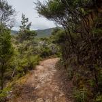 Coromandel Walkway